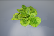 lettuce grean, a Food & Drink 3D Model by AndrewWhite (Thumbnail 15 of 16)