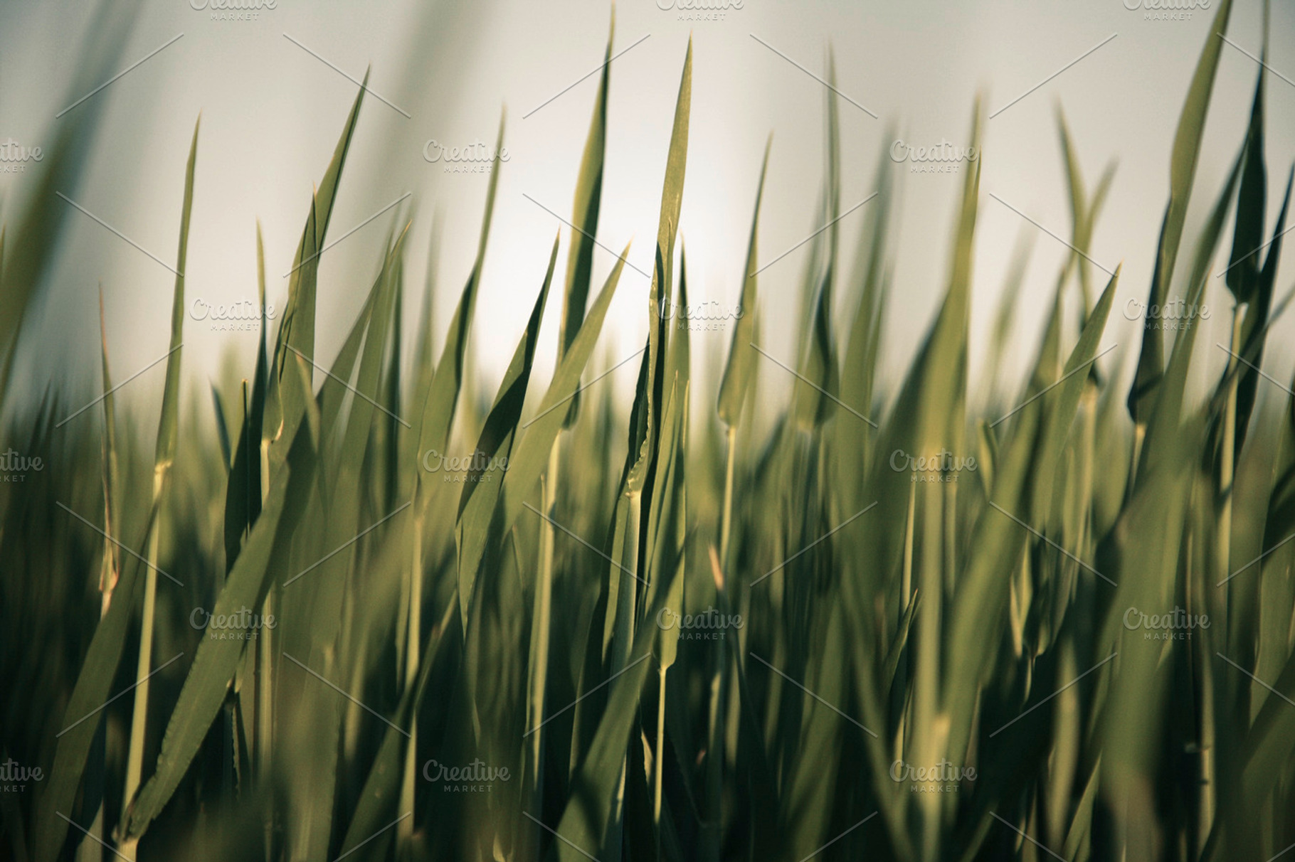 Grass Containing Grass Greenfield And Lawn