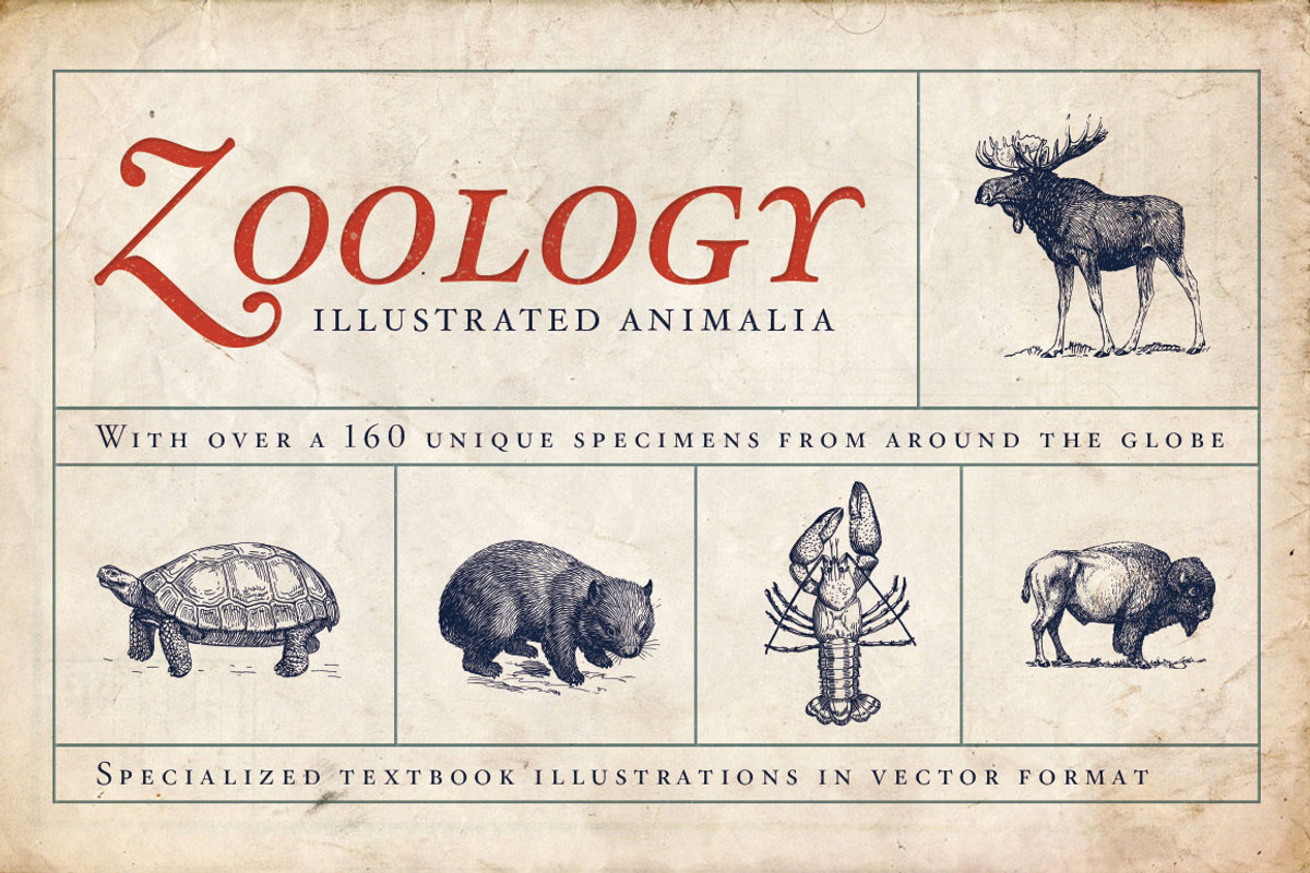 Zoology Animal Illustrations, an Animal Illustration by BlackBird Foundry (Photo 1 of 3)