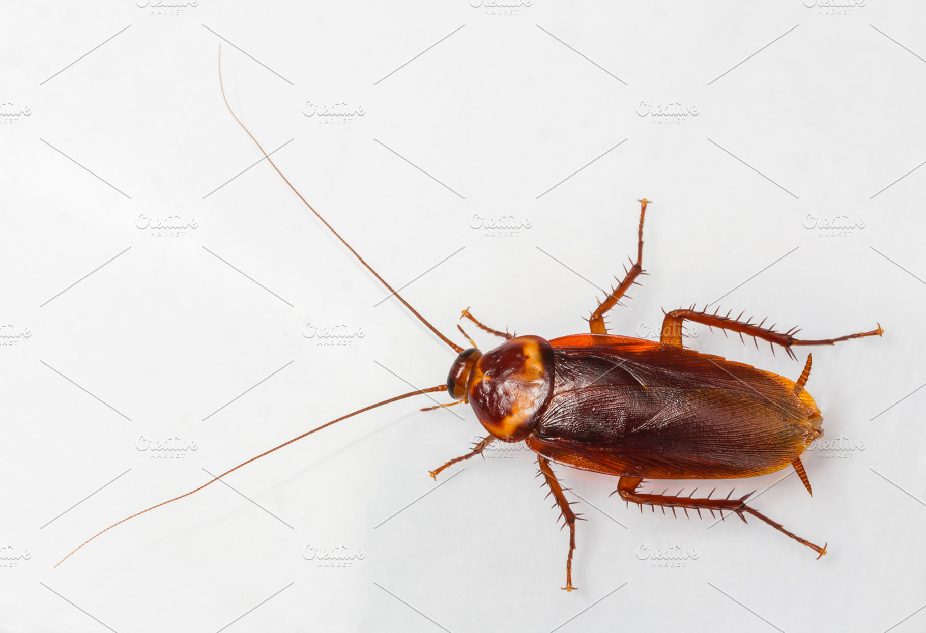 American cockroach featuring antenna, background, and black, an Animal Photo by Smith Chetanachan