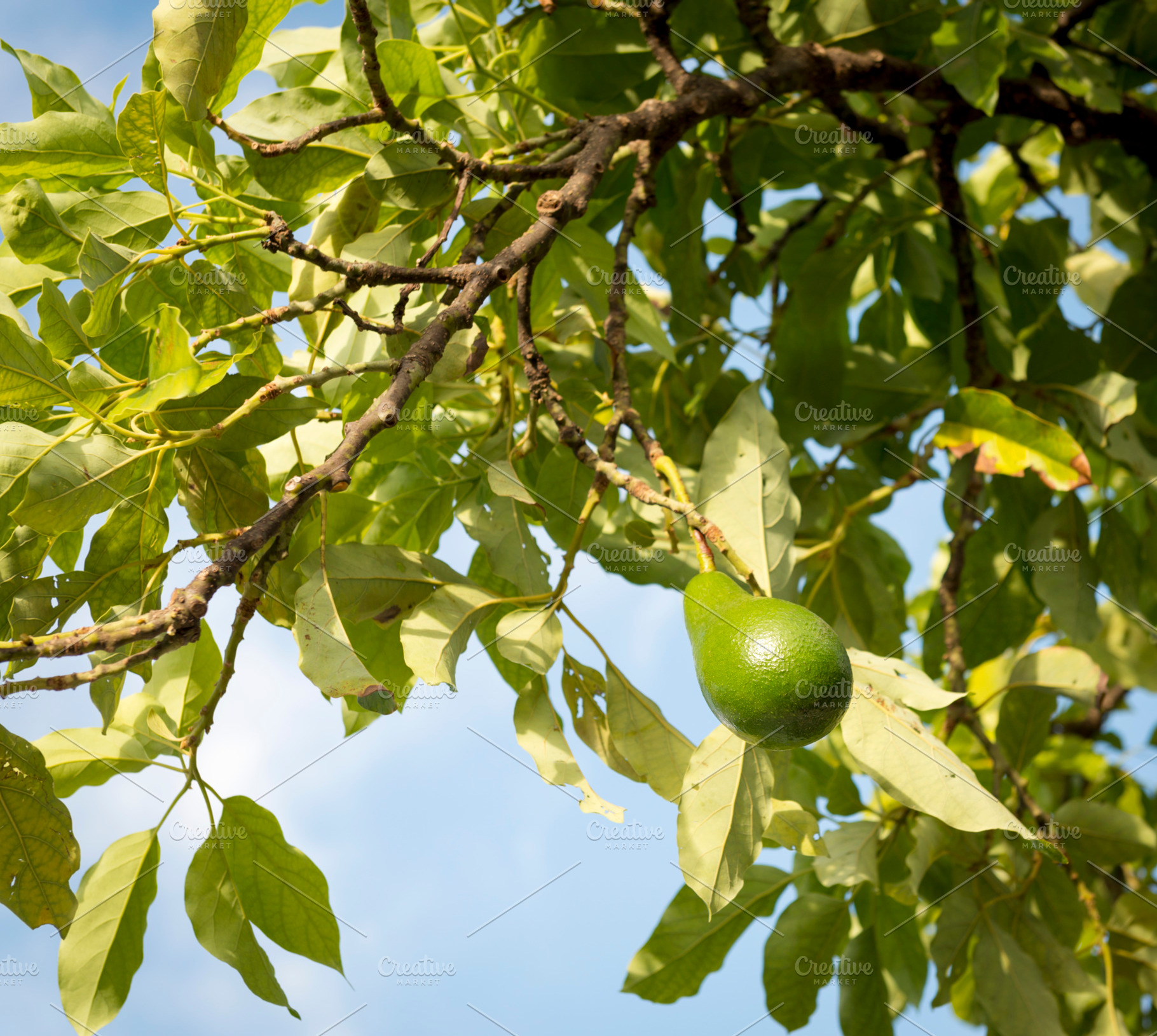 Avocado Tree, a Food & Drink Photo by THP Creative