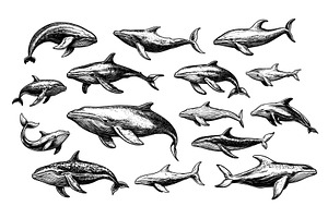 Whales engraving vector set. Ocean, an Animal Illustration by Onyx
