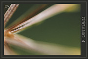 Organic 4 | 20 Botanical Photos, a Nature Photo by Melanie Helena (Thumbnail 10 of 21)
