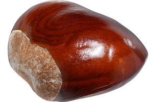 A horse chestnut with a smooth, shiny, brown surface., a Food & Drink Photo by ndanko