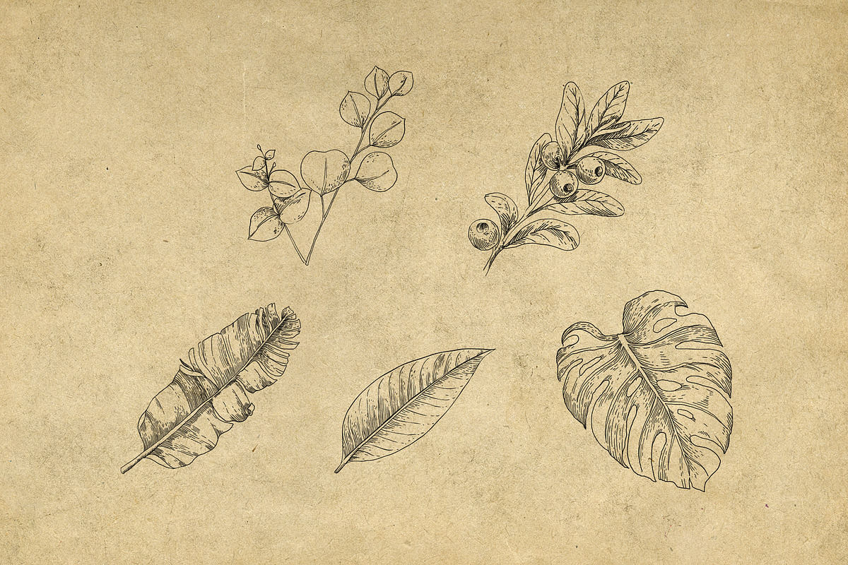 40 Vintage Floral Illustrations, an Illustration by Hatch Design Workshop (Photo 11 of 15)