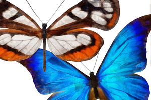 Watercolor Butterflies, 10 Png 2