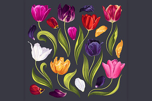 Big Set Multicolored Tulips