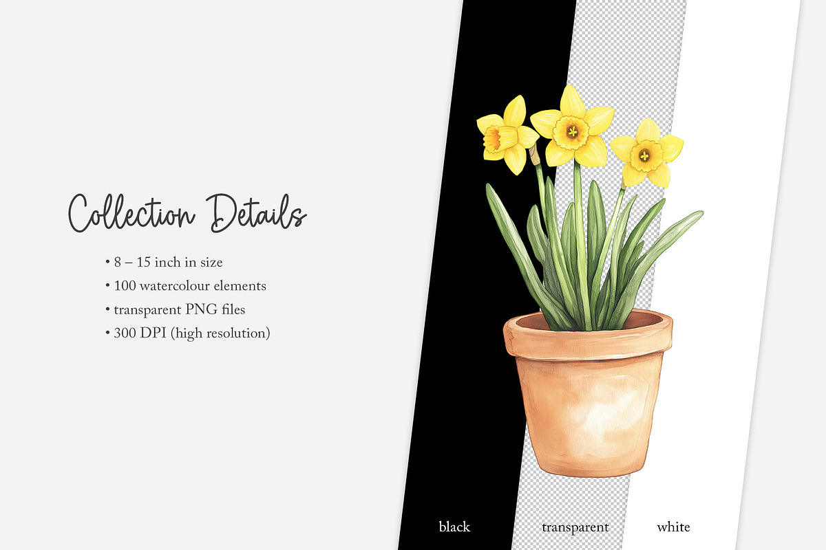100 watercolour daffodil clip art, a Seasonal Illustration by Poppy Lane Studio (Photo 12 of 12)