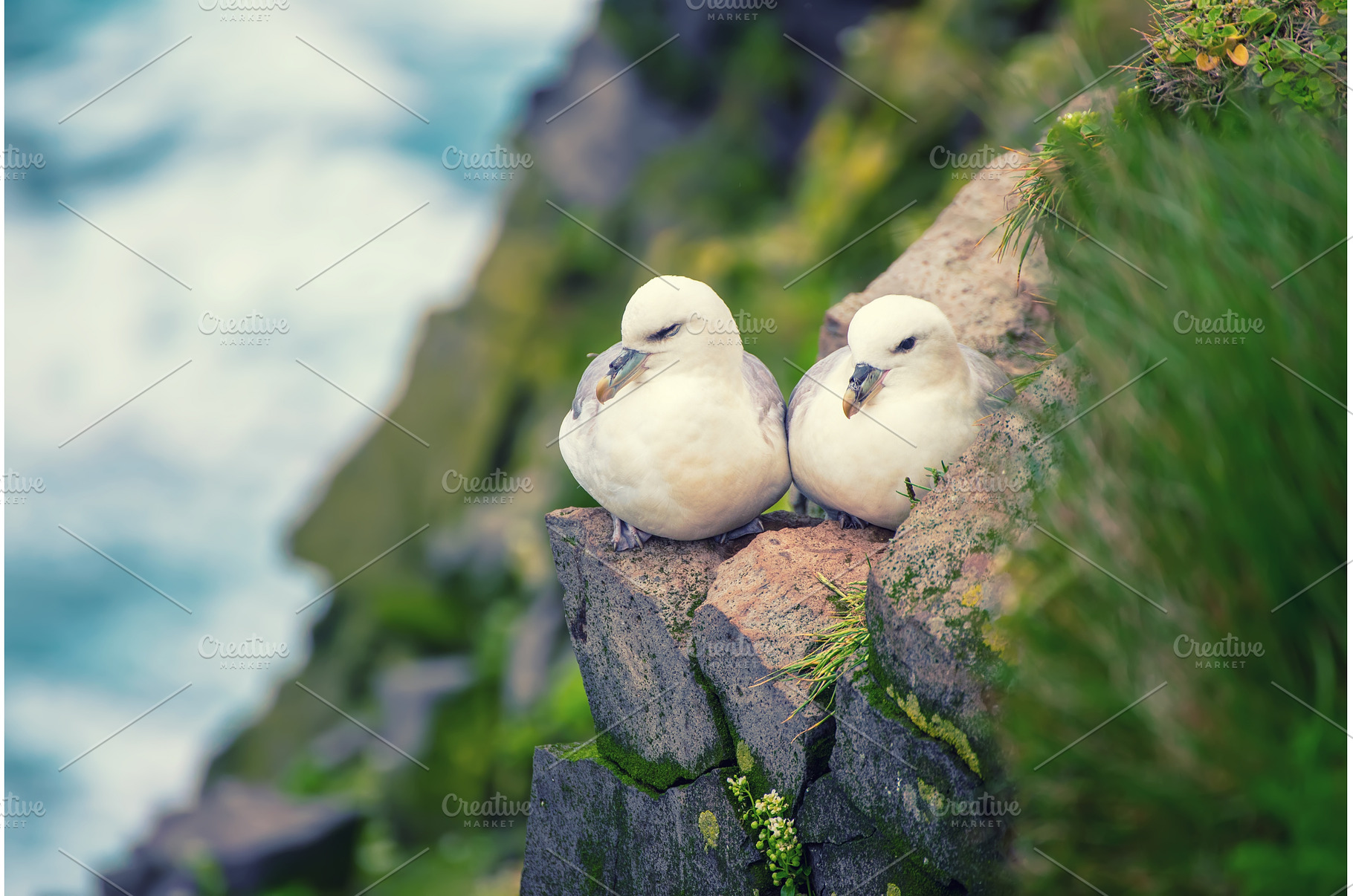 Couple of Northern Fulmar, Fulmarus, an Animal Photo by Nature and travel
