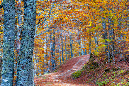 Beech forest on the way to the Vegabaño mountain refuge in Soto de Sajambre, P