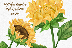 Sunflower Watercolor Clipart