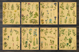 Vintage Botanical Book Pages