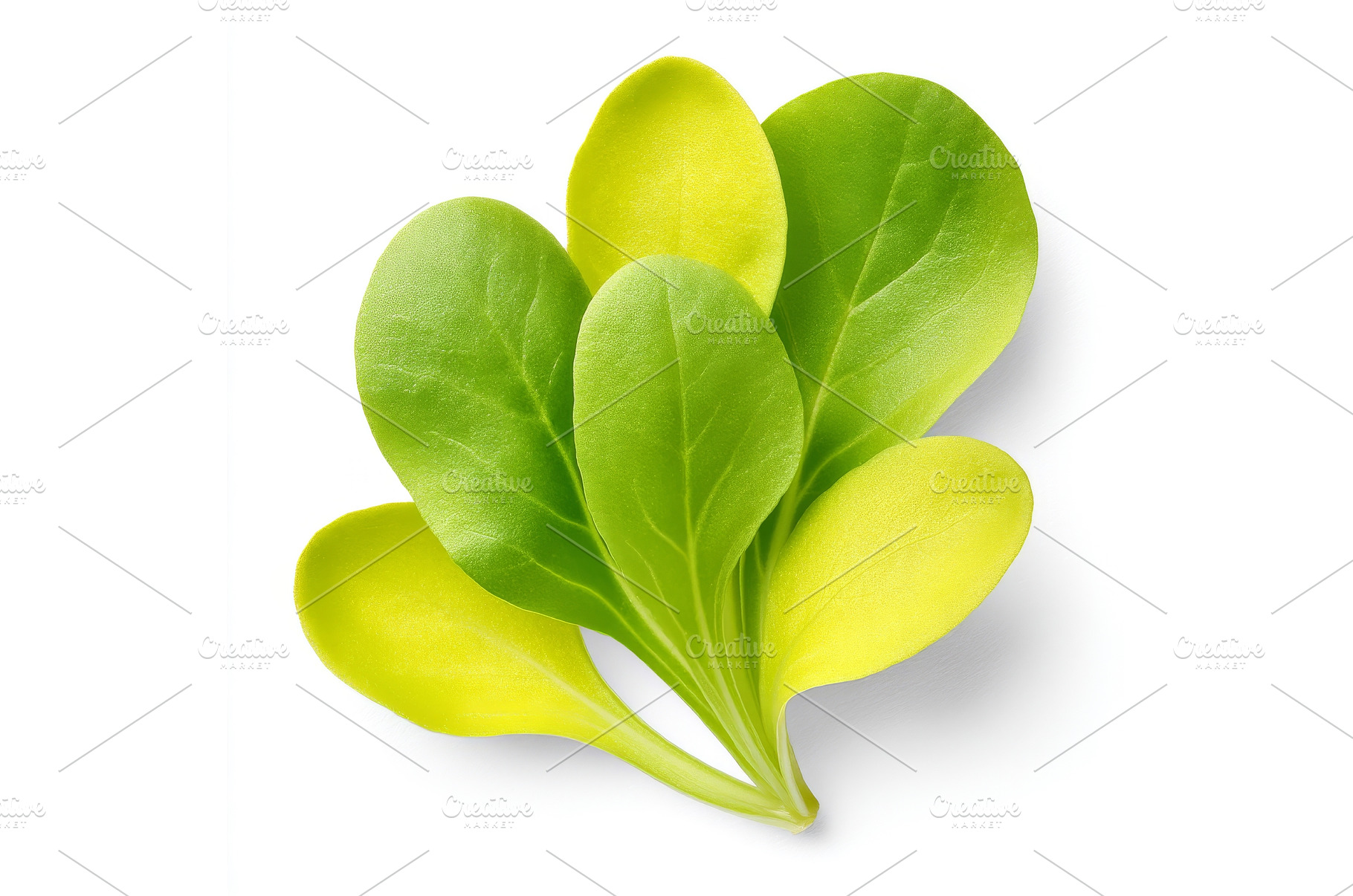 Endive microgreens, a super food, a Food & Drink Photo by ZinetroN