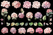 Hydrangea clipart, Watercolor floral, a Decorative Illustration by ElenazlataArt (Thumbnail 3 of 7)