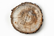 Wood - 163 images, a Nature Photo by Handmadefont (Thumbnail 7 of 25)