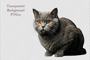 British Shorthair cat, an Animal Photo by VetalStock (Thumbnail 1 of 2)