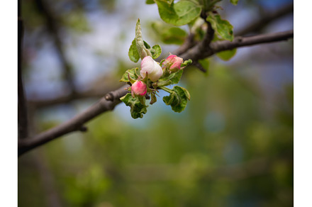 Opening buds of apple-tree flowers, a Nature Photo by sabyna75
