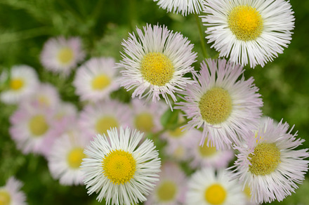 Bunch of Wildflowers