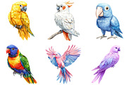 Parrots Watercolor Clipart, an Illustration by DreamArtGraphic (Thumbnail 5 of 5)