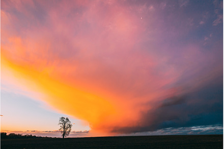 Lonely Tree Growing In Spring Field, a Nature Photo by Our Amazing World
