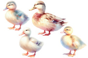 Watercolor Duck clipart, an Illustration by Designworld (Thumbnail 5 of 6)