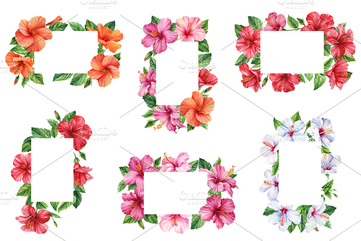 Watercolor tropical hibiscus flowers, an Object Illustration by Hanna Hryharenka (Photo 8 of 18)