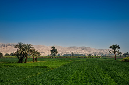 Bright green field in luxor egypt featuring egypt, farm, and palm