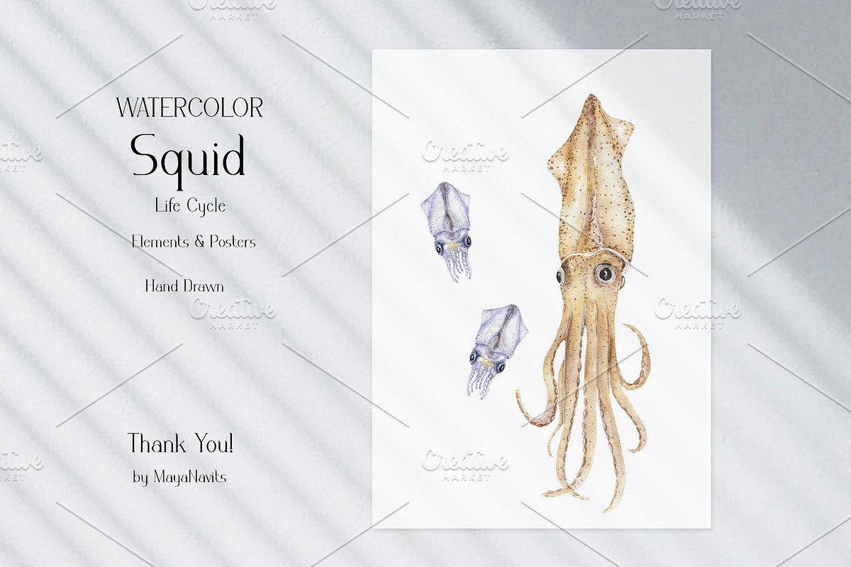 Watercolor Squid Life Cycle Set, an Education Illustration by MayaNavits (Photo 7 of 8)