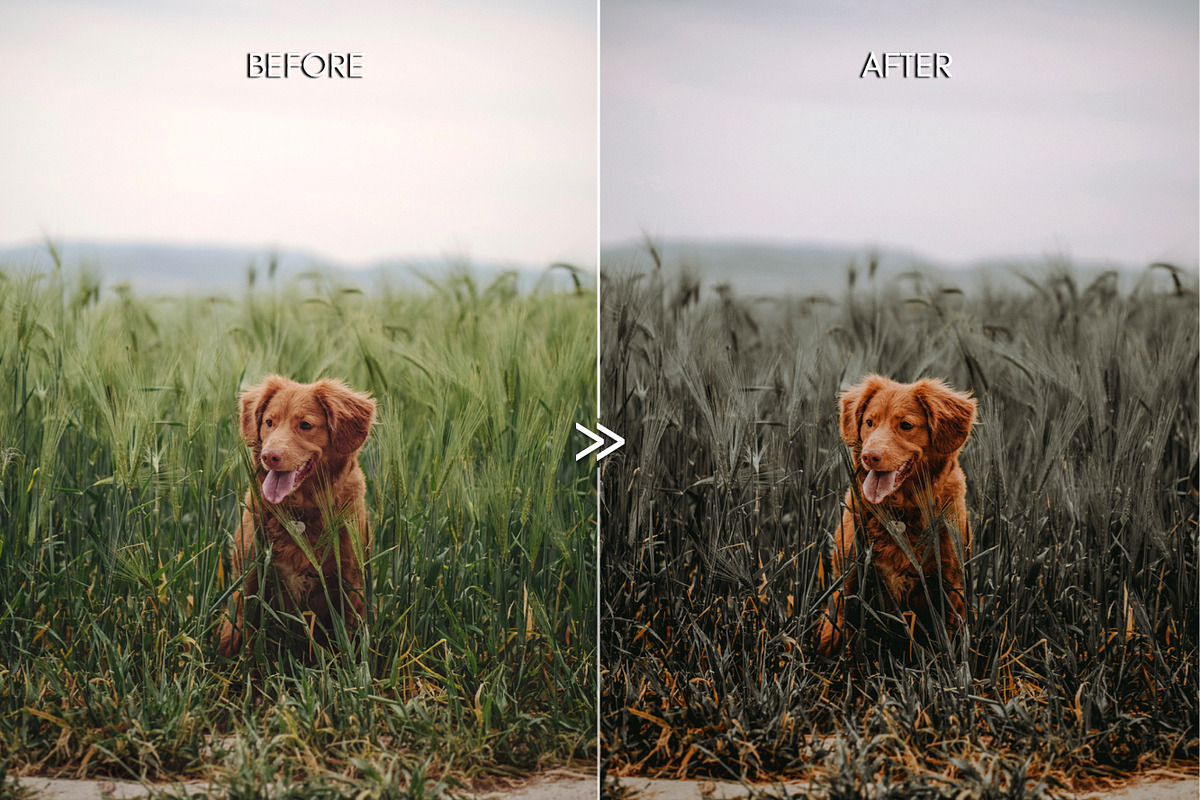 PINE Warm Moody Lightroom Presets preview 8