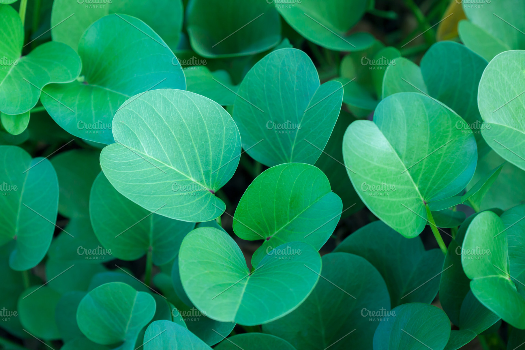 Green oval leaves background featuring green, leafs, and leaves, a Food & Drink Photo by vmenshov