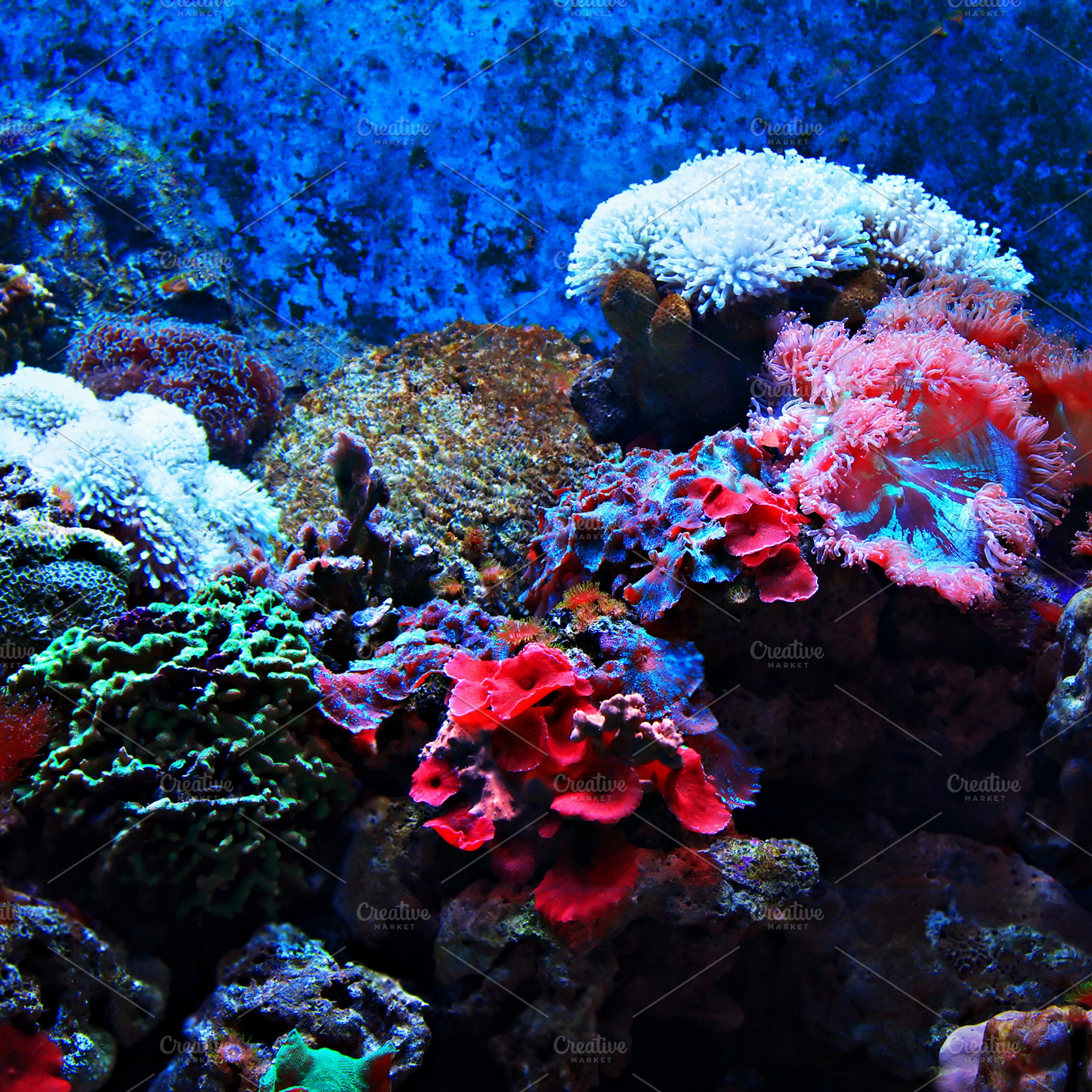 Tropical seaweed and corals, a Photo by saiko3p