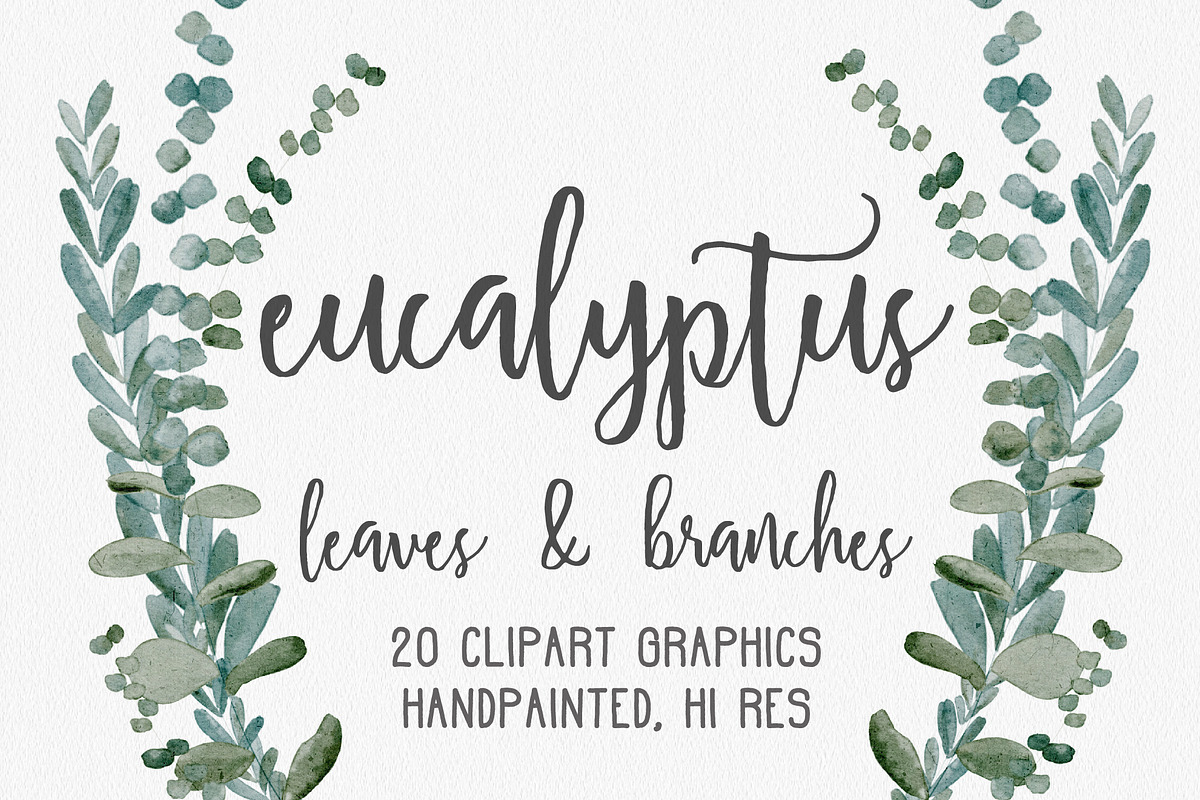 Eucalyptus Greenery Clipart Graphics, an Illustration by Wooly Pronto (Photo 1 of 3)