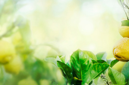 Ripe lemons hanging on lemon tree with sunlight and bokeh backgr, a Nature Photo by hitdelight
