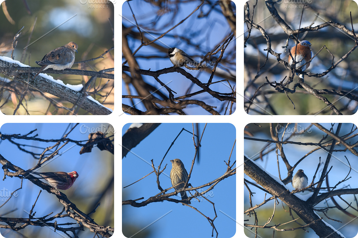 6 Image Bundle: Winter Birds, a Nature Photo by Happiestscone Photography (Photo 2 of 2)