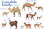 Camelids family colour | Animal Illustrations ~ Creative Market