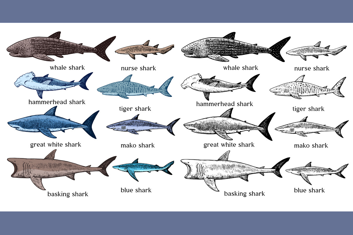 Vector illustrations of sharks, an Animal Illustration by Robusta (Photo 2 of 2)