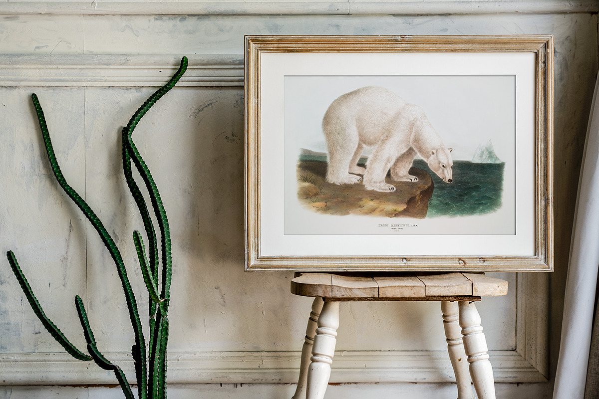 25 Vintage Mammal Prints by Audubon, an Animal Illustration by The Object Atlas (Photo 9 of 10)