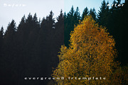 Ever Green 10 Lightroom Presets., an Action Add-On by MorningStar (Thumbnail 3 of 11)
