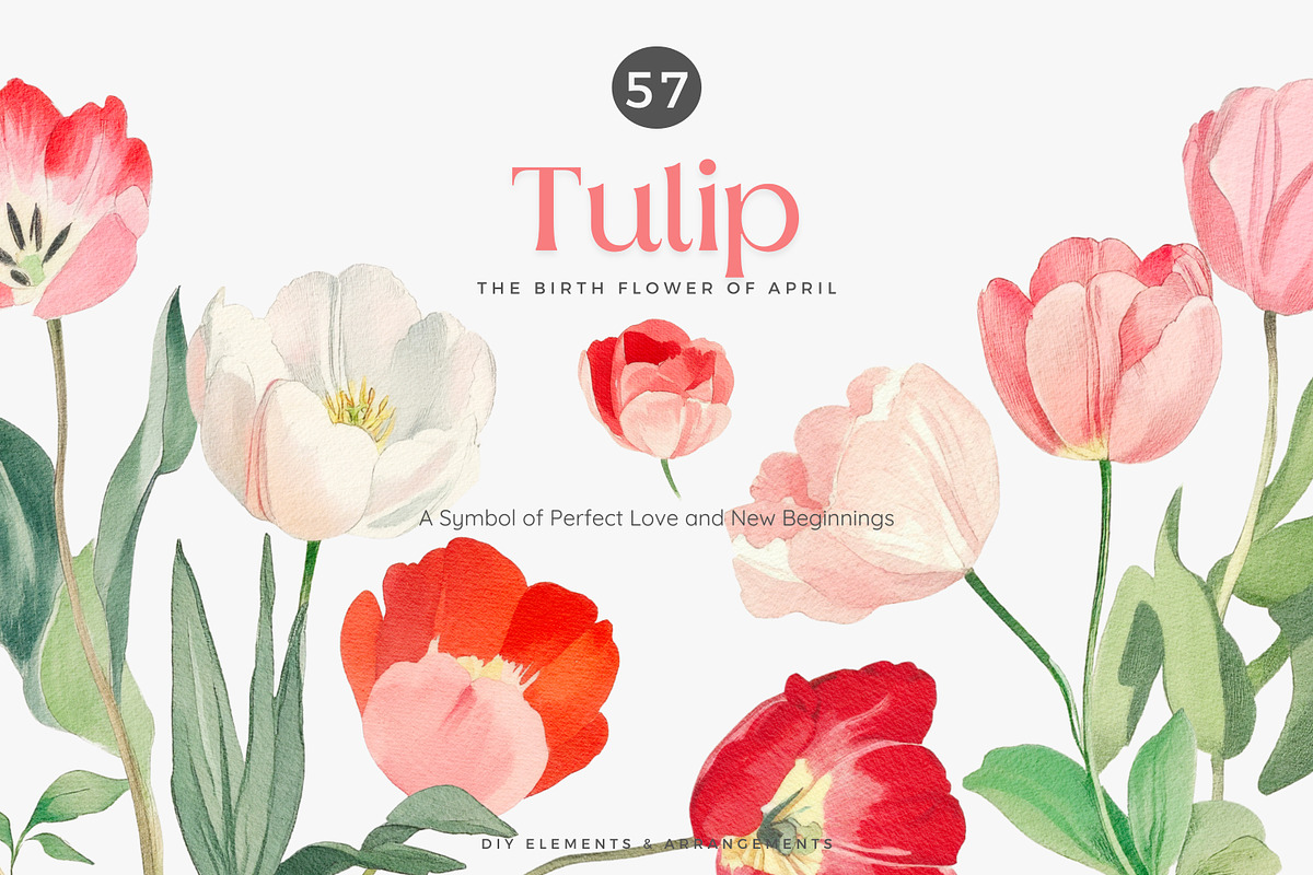 watercolor clipart tulip set, a Decorative Illustration by Patishop Art (Photo 2 of 11)