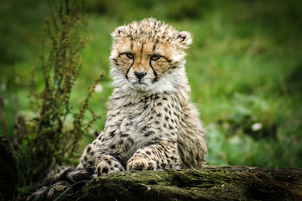 Cheetah Cub