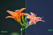 Nature Photoshop Actions 220 Bundle, an Action Add-On by ARTNEST (Thumbnail 8 of 12)