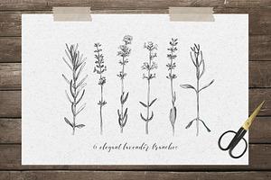 Hand Drawn Botanical Bundle