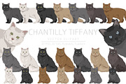 Chantilly Tiffany Cat clipart set, an Animal Illustration by pet design shop (Thumbnail 1 of 6)