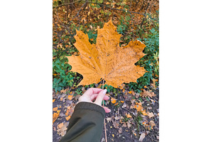 Large yellow autumn maple leaf in, a Background Photo by Tati_Kli