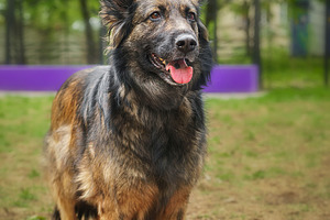 Mongrel dog of red color lies on its, an Animal Photo by AlexBush