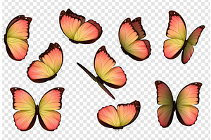 Butterfly Vector. Colorful