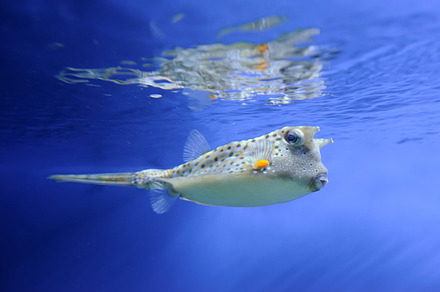 Fish stock photo containing fish and underwater, an Animal Photo by Byrdyak