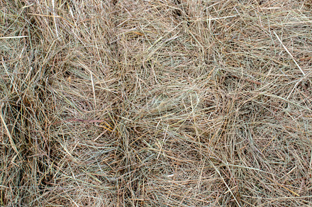 A fragment of hay in a roll, an Abstract Photo by Schreibikus