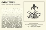 Victorian Orchid, a Serif Font by Dharma Type (Thumbnail 10 of 12)