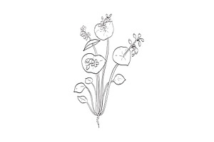 Claytonia Perfoliata Plant Drawing